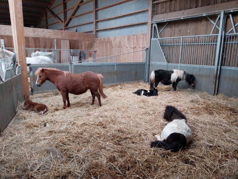 NIORT  - Structure d&eacute;di&eacute;e &agrave; l'&eacute;quitation sur 3 ha
