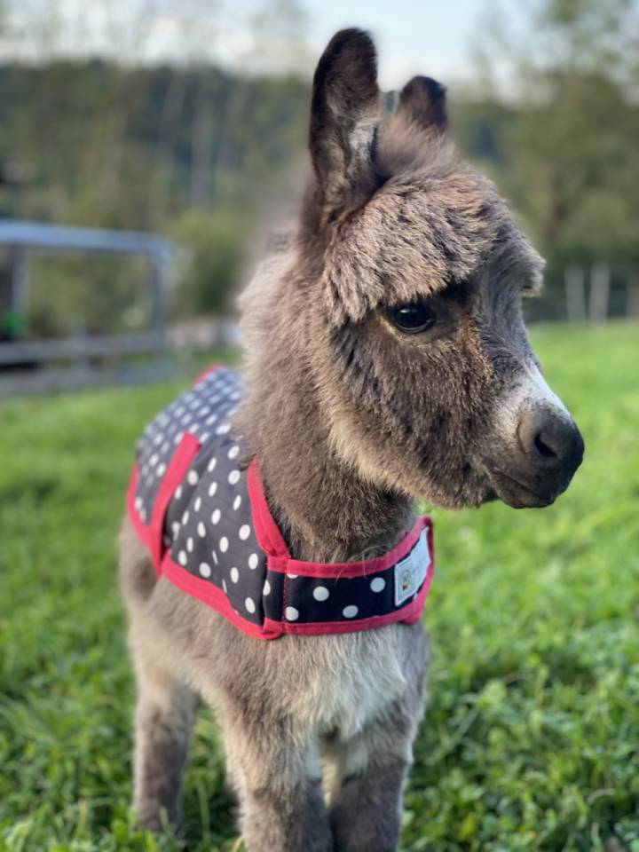 Anons miniatures et micro miniatures à réserver pr 2025