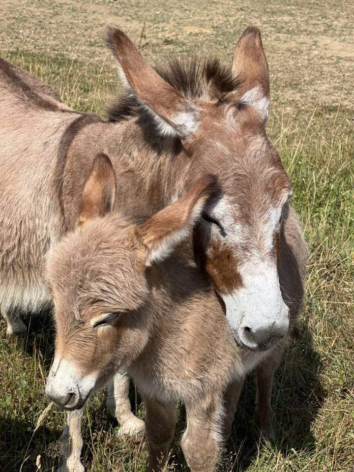 Anons miniatures et micro miniatures à réserver pr 2025