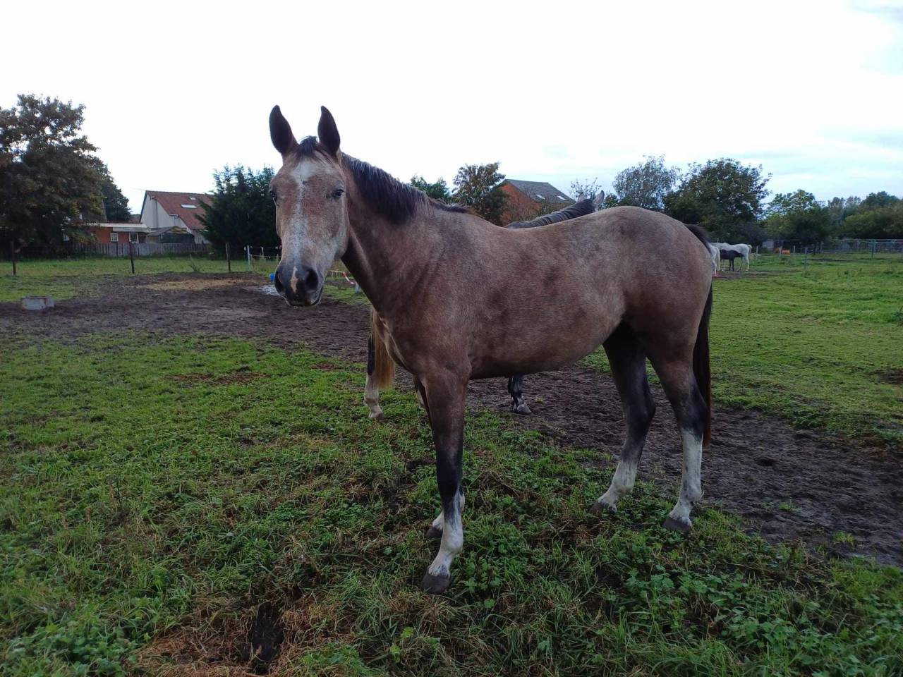 A vendre pouliche de 4 ans de Korado de Baudignies 