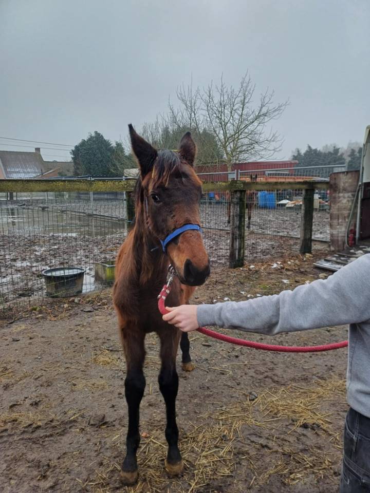 a vendre pouliche de 17 mois de Commilf'Oh