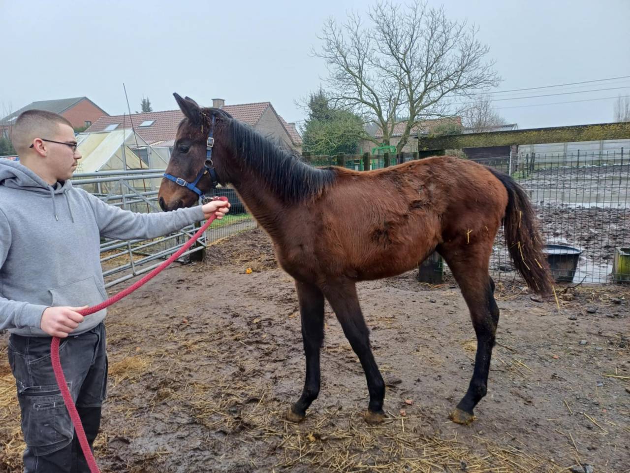 a vendre pouliche de 17 mois de Commilf'Oh