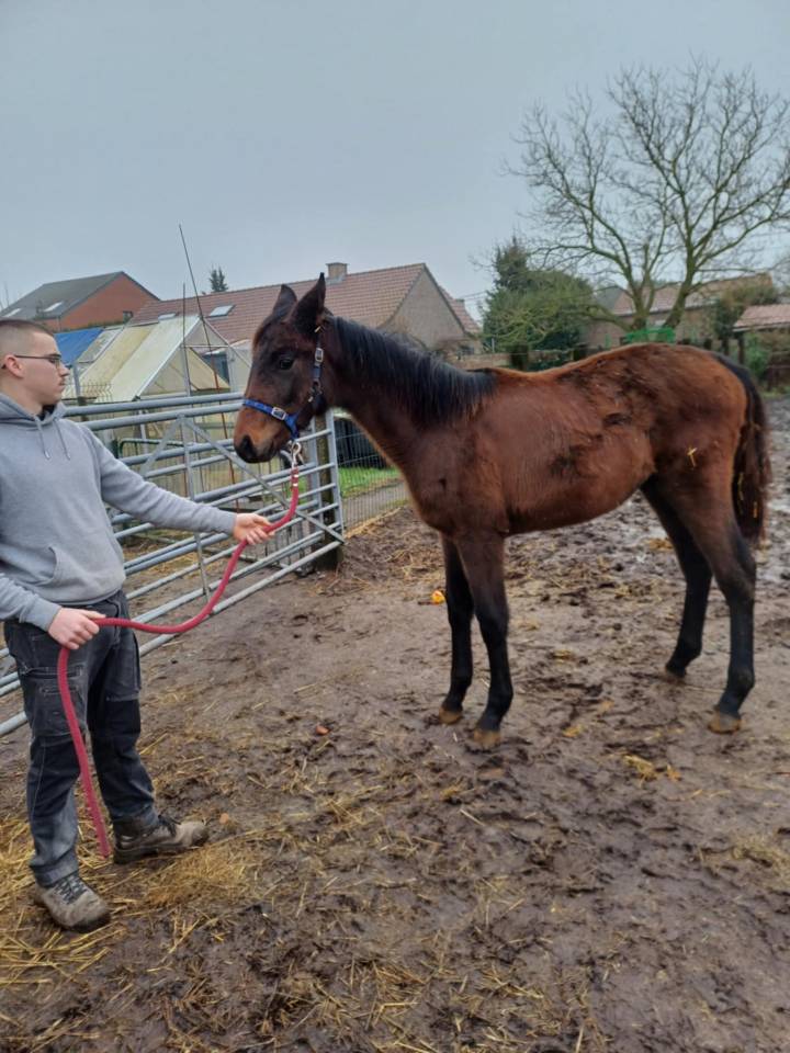 a vendre pouliche de 17 mois de Commilf'Oh