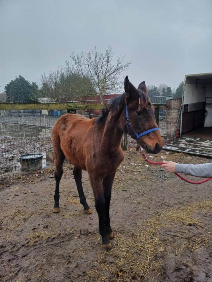 a vendre pouliche de 17 mois de Commilf'Oh