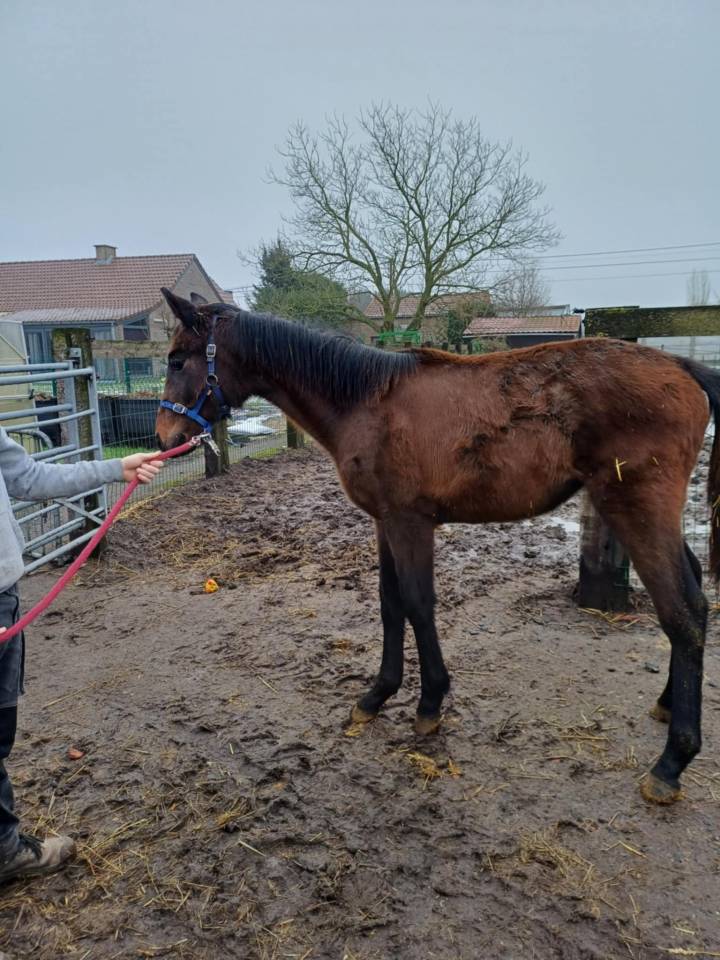 a vendre pouliche de 17 mois de Commilf'Oh