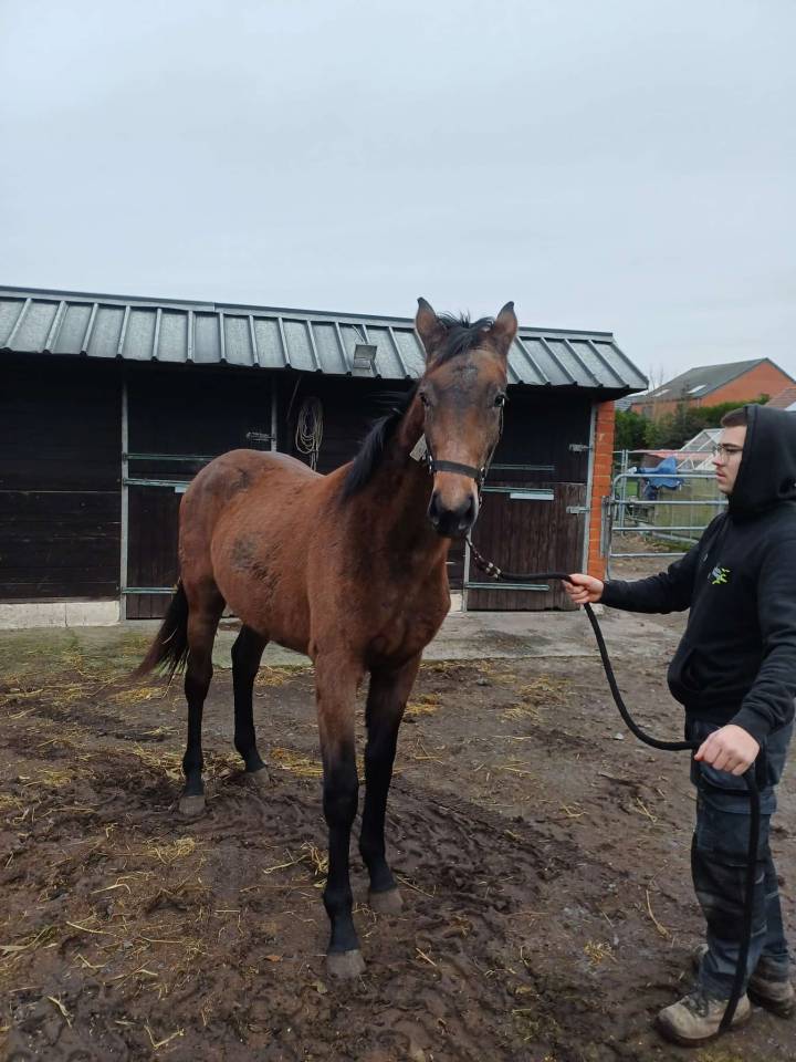 a vendre pouliche de 17 mois de Commilf'Oh