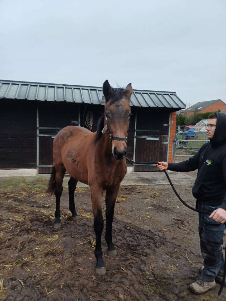 a vendre pouliche de 17 mois de Commilf'Oh