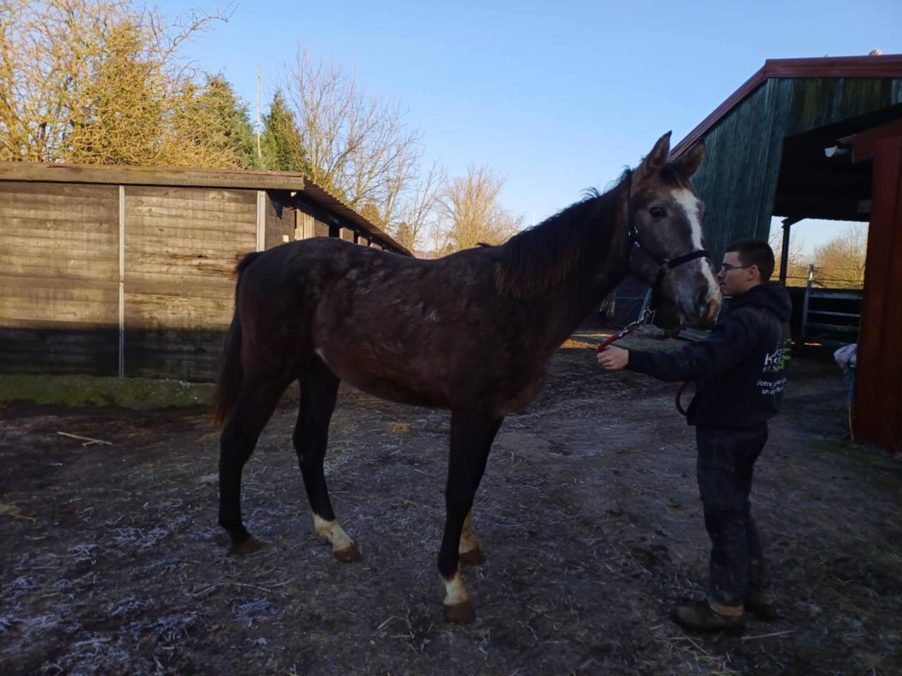 A vendre poulain de 2 ans de Chacco-White VENDU .VENDU