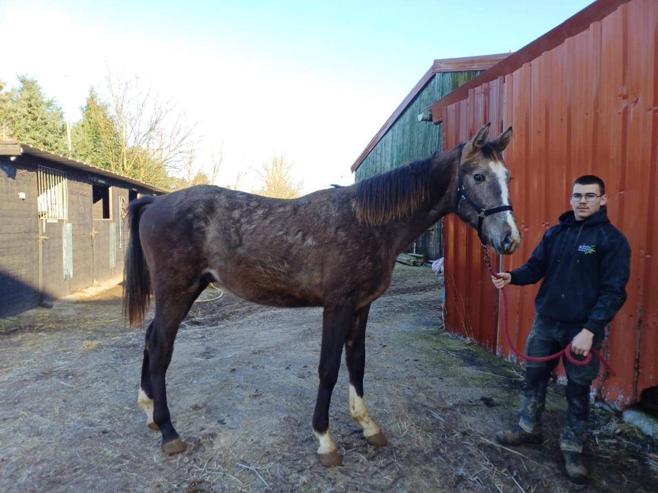 A vendre poulain de 2 ans de Chacco-White VENDU .VENDU
