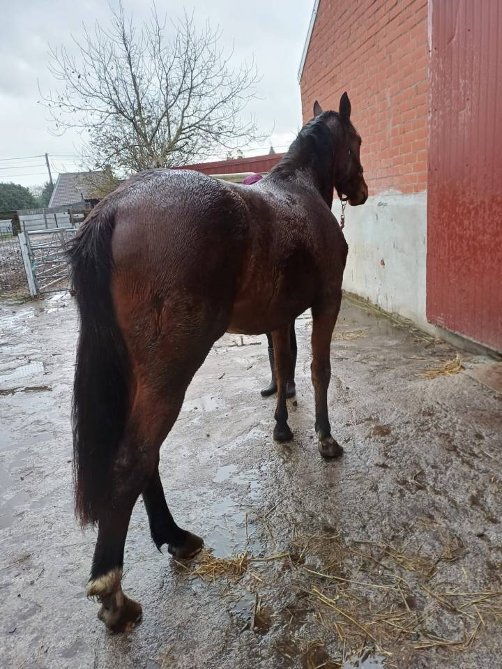 A vendre cheval entier de 2,5 ans CSO