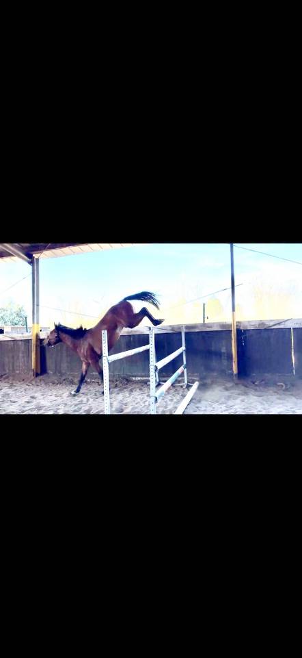 A vendre cheval entier de 3 ans CSO