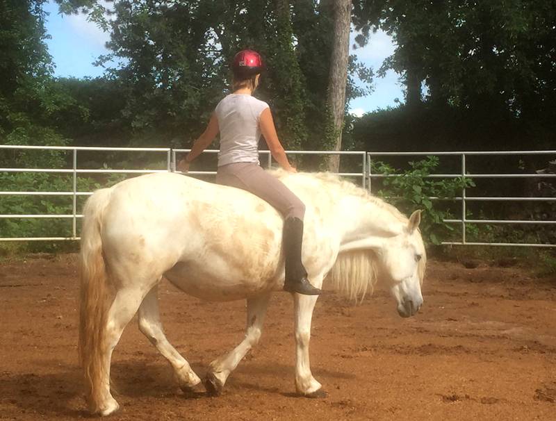 Stage formation aux savoirs en équitation éthologique