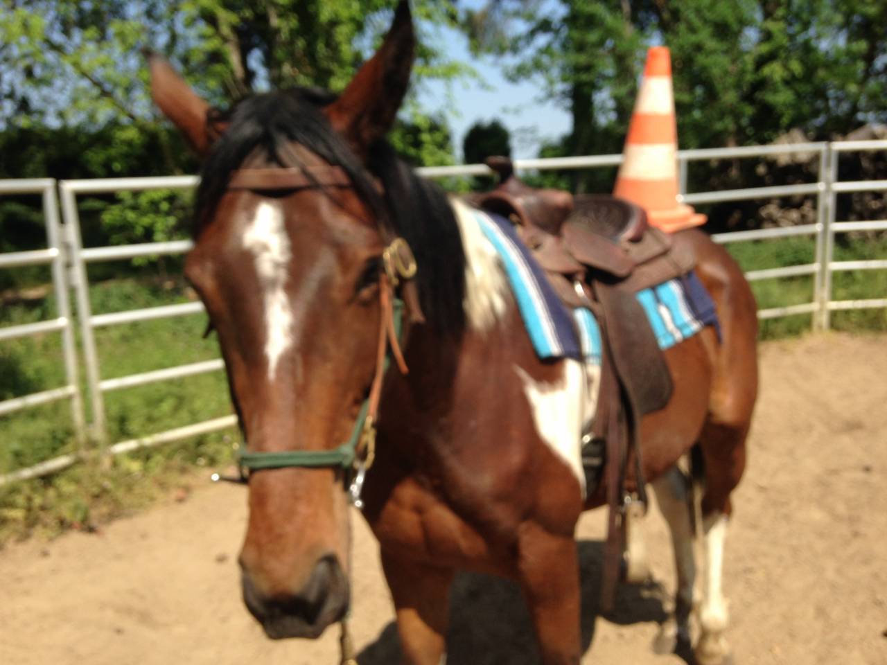 Stage formation aux savoirs en équitation éthologique