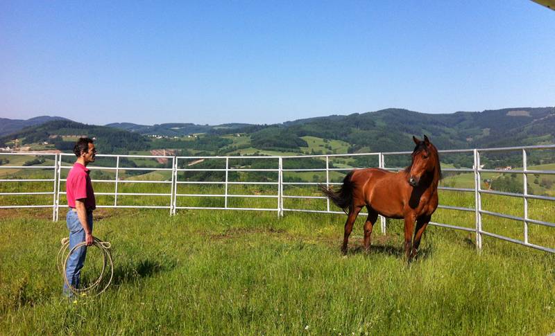 Stage formation aux savoirs en équitation éthologique