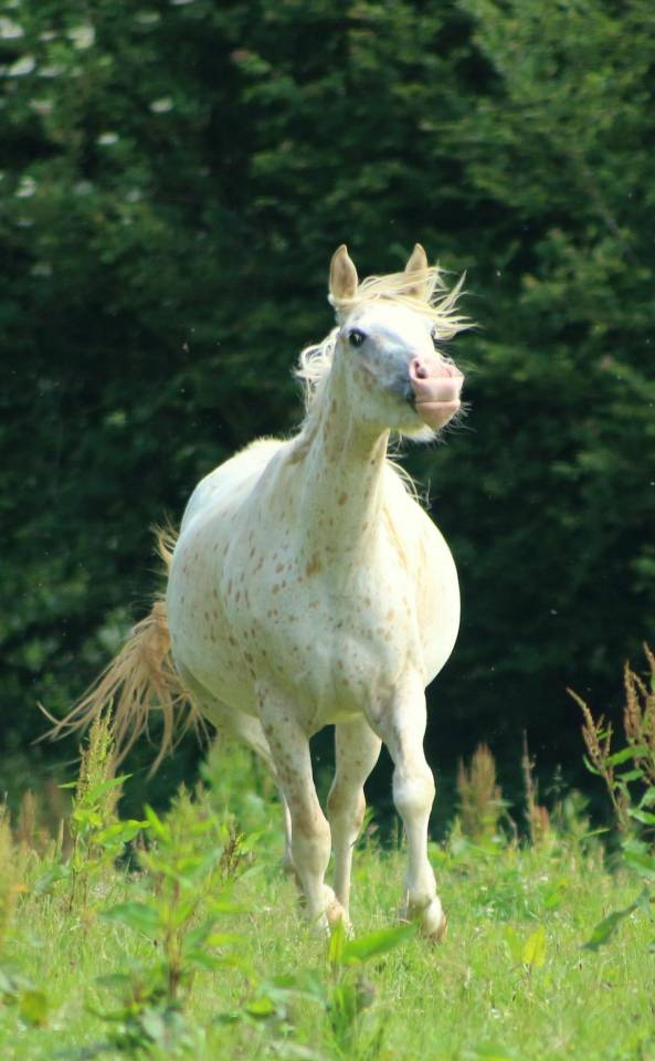 JUMENT TYPE APPALOOSA/CREME