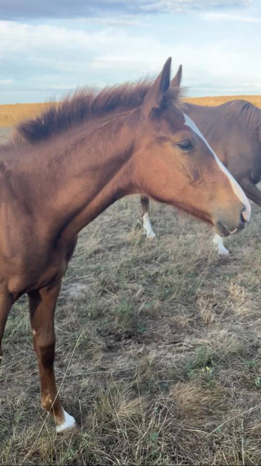 Poulain 2 ans SF par Jilbert van’t Ruytershof