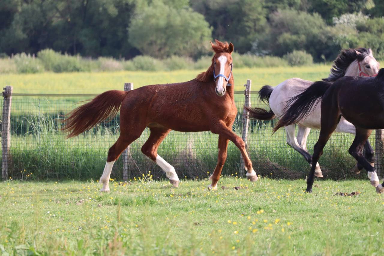 Poulain 2 ans SF par Jilbert van’t Ruytershof