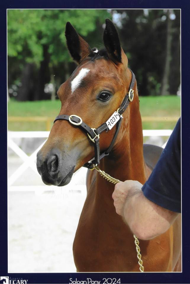 Hongre PFS 2 ans par Montbazillac du lin 