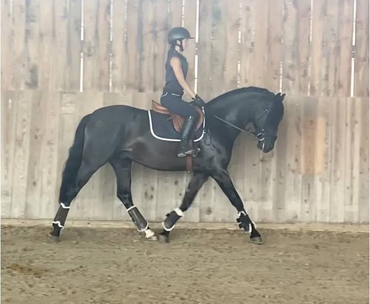 Débourrage / Rééducation   Cavalière / groom     77