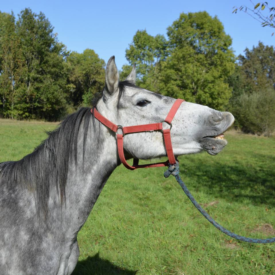 BEAU PONEY ATTACHANT