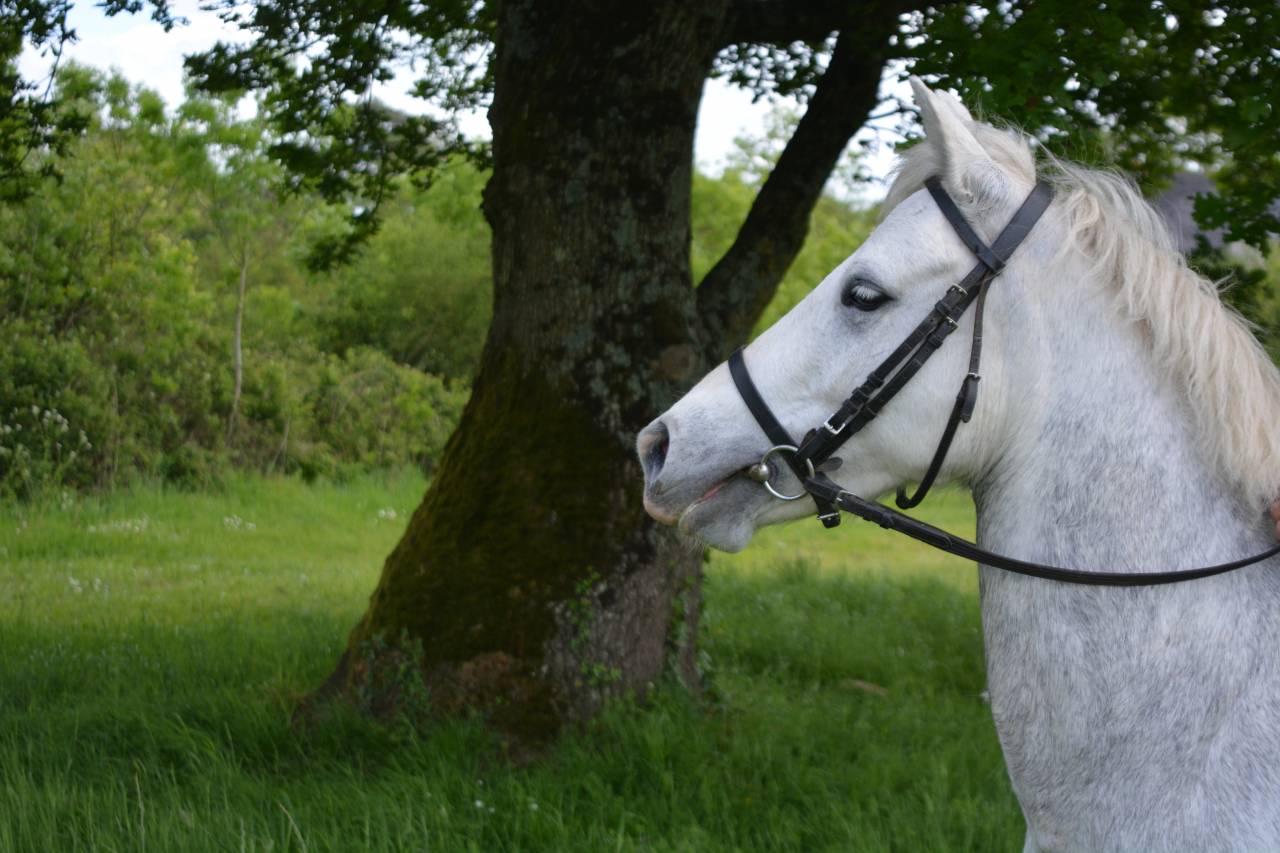 PONETTE PAR IDEFiX DU VILLON