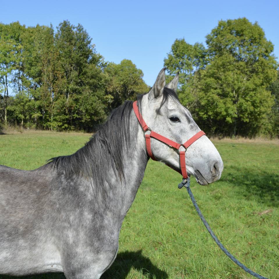poney 6 ans 140 cm 