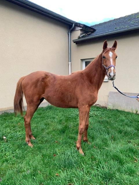 A VENDRE CHEVAL SELLE FRANÇAIS NE EN 2021