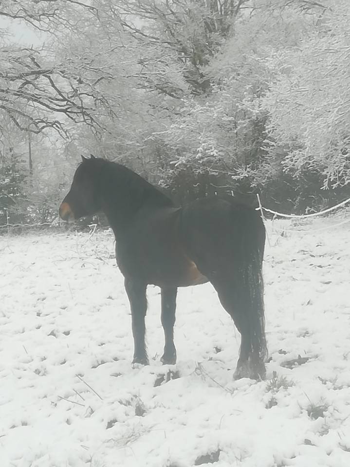 BLUEBERRY HILL SQUARE  étalon Dartmoor approuvé en 2013