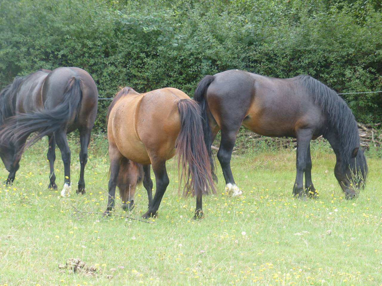BLUEBERRY HILL SQUARE  étalon Dartmoor approuvé en 2013