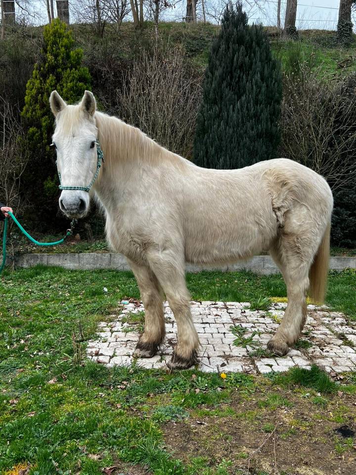 Chevaux de Loisirs à louer