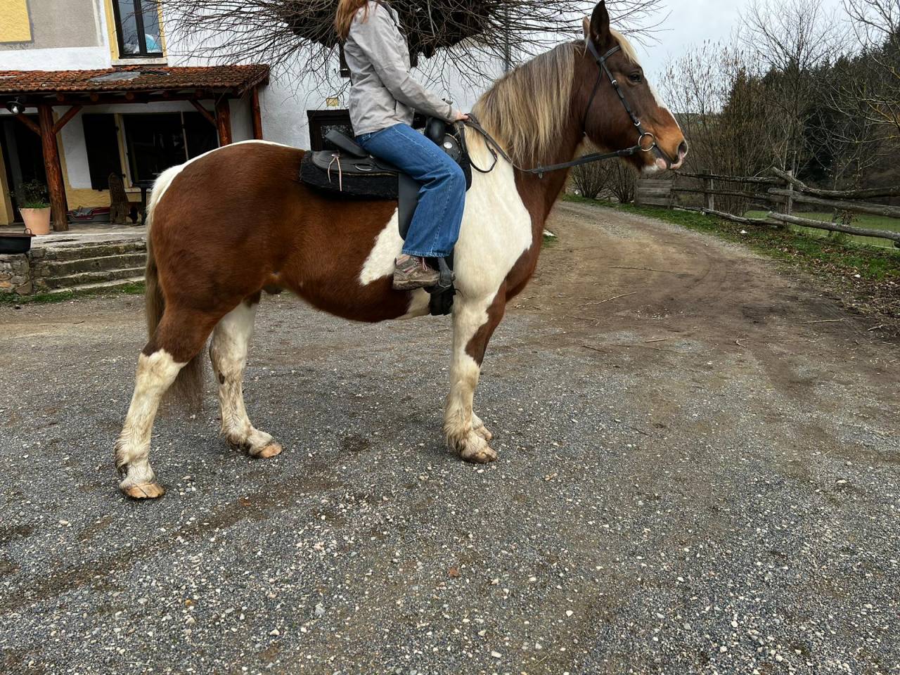 Chevaux de Loisirs à louer