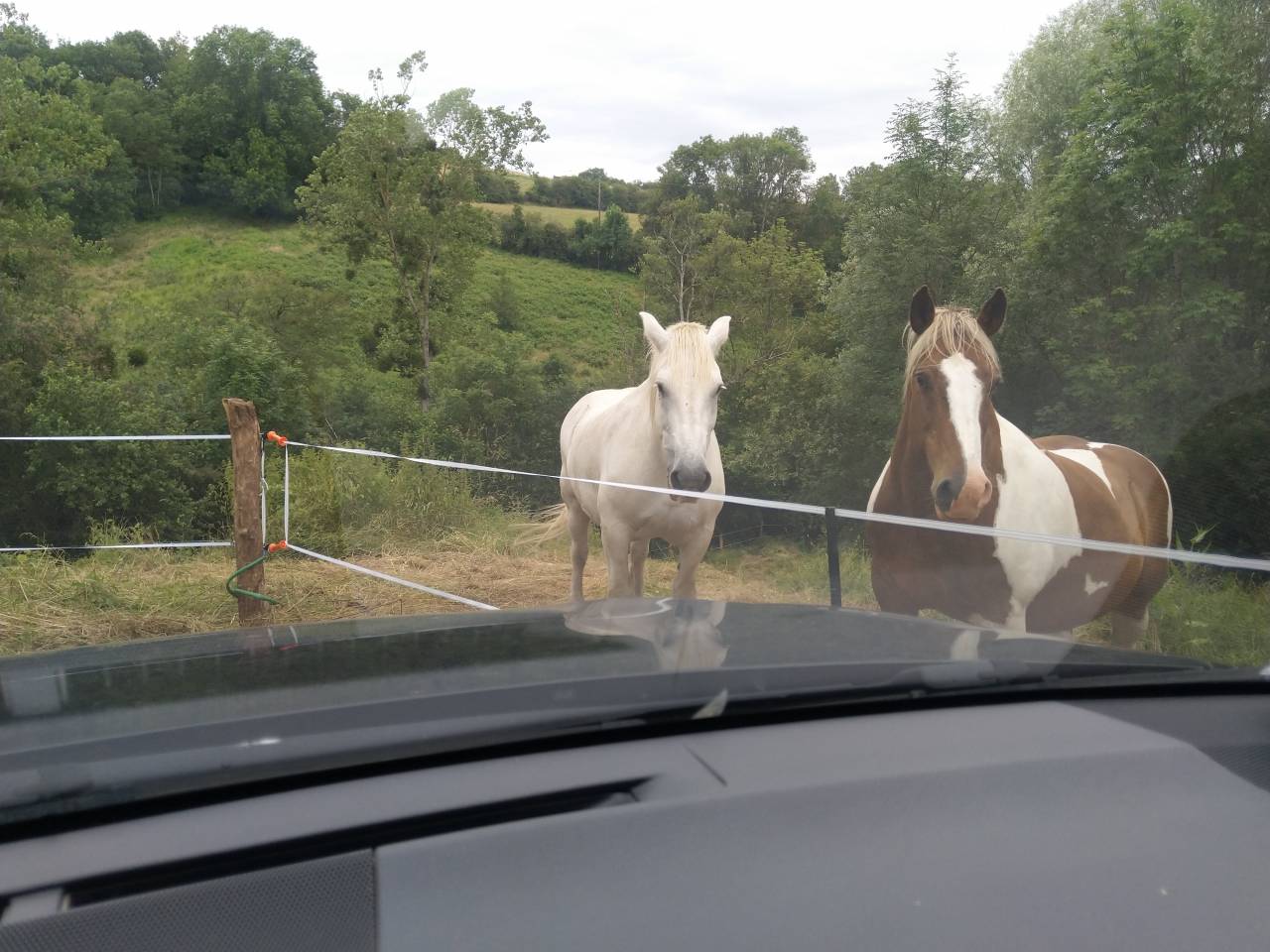 Chevaux de Loisirs à louer