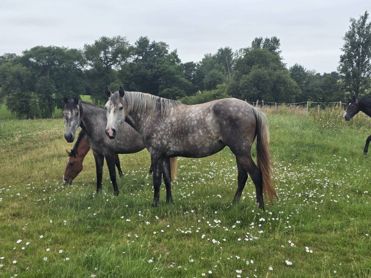 CHEVAL LUSITANIEN 
