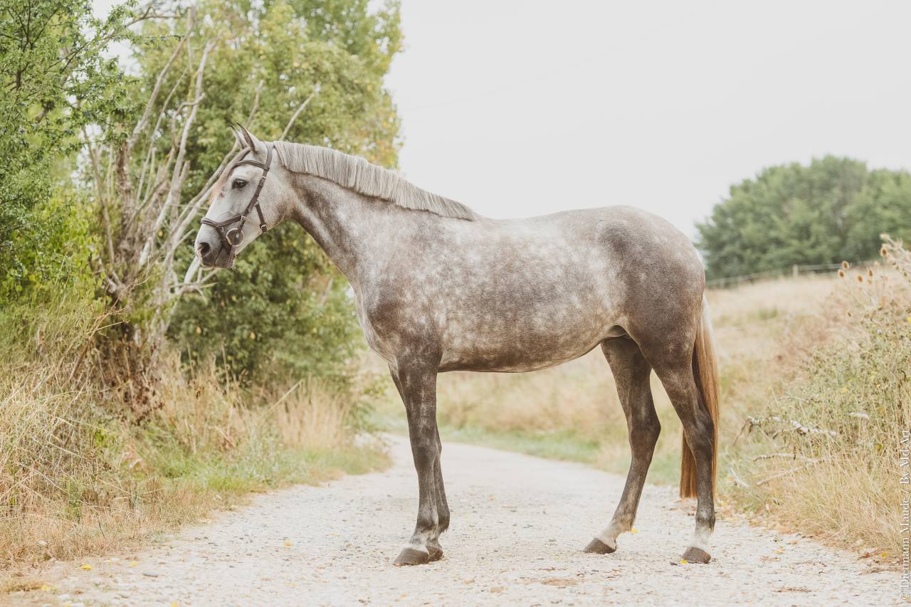 CHEVAL LUSITANIEN 
