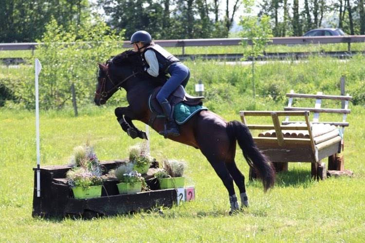 Trewassick Warleggan, étalon Dartmoor