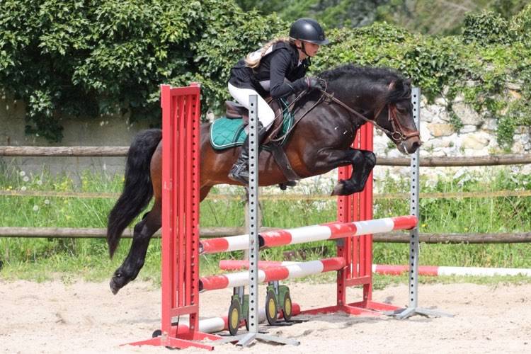 Trewassick Warleggan, étalon Dartmoor