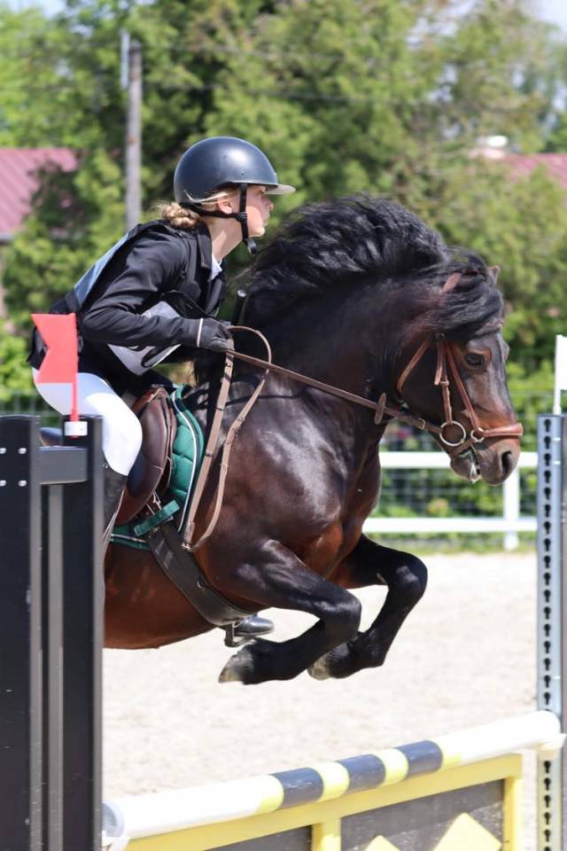 Trewassick Warleggan, étalon Dartmoor