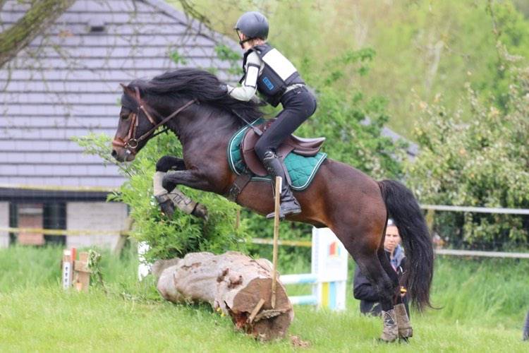 Trewassick Warleggan, étalon Dartmoor