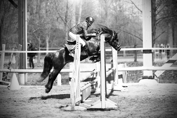 Trewassick Warleggan, étalon Dartmoor