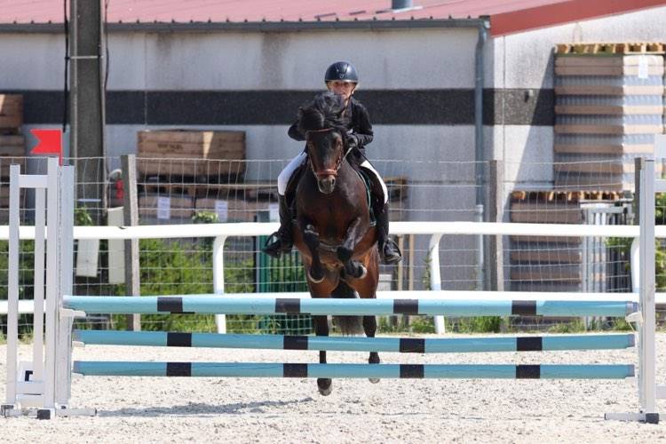 Trewassick Warleggan, étalon Dartmoor