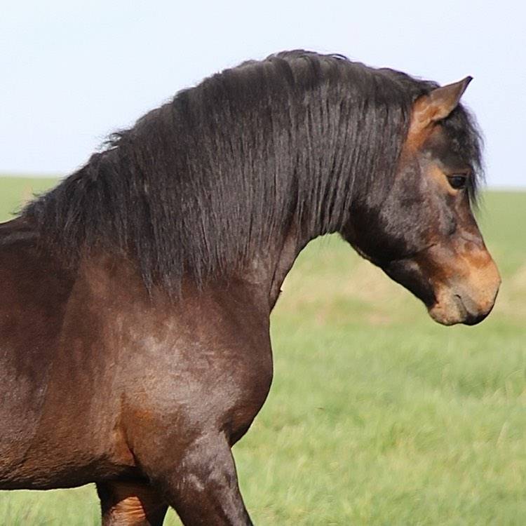 Trewassick Warleggan, étalon Dartmoor