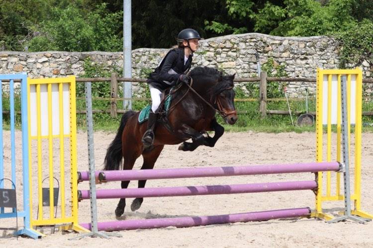 Trewassick Warleggan, étalon Dartmoor