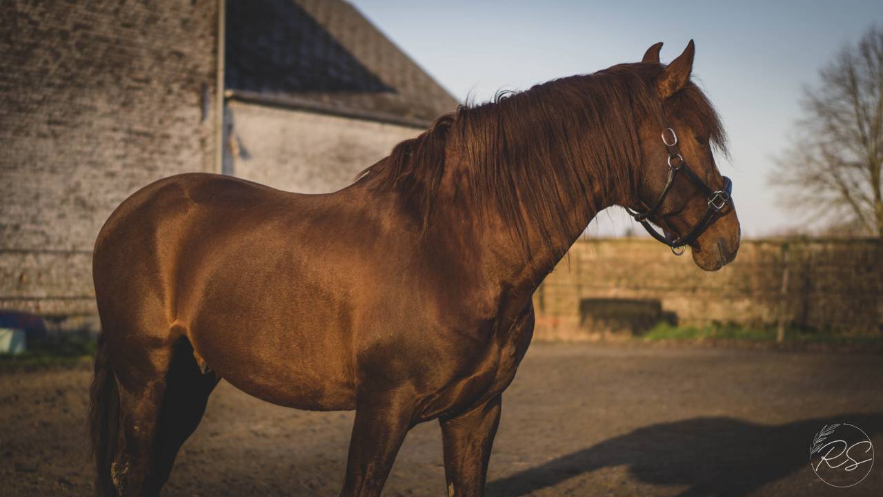 Etalon Pure Race Espagnole, apte à la reproduction.