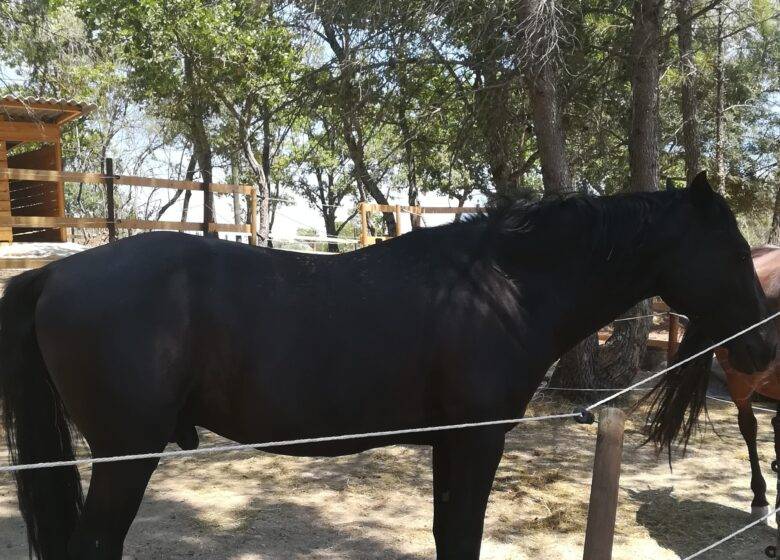 PARTEZ EN VACANCE AVEC VOTRE CHEVAL 