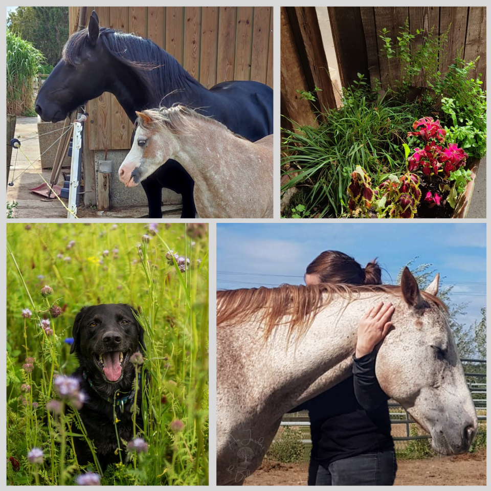 Bien-être et Équilibre - Acupressure équine (MTC)