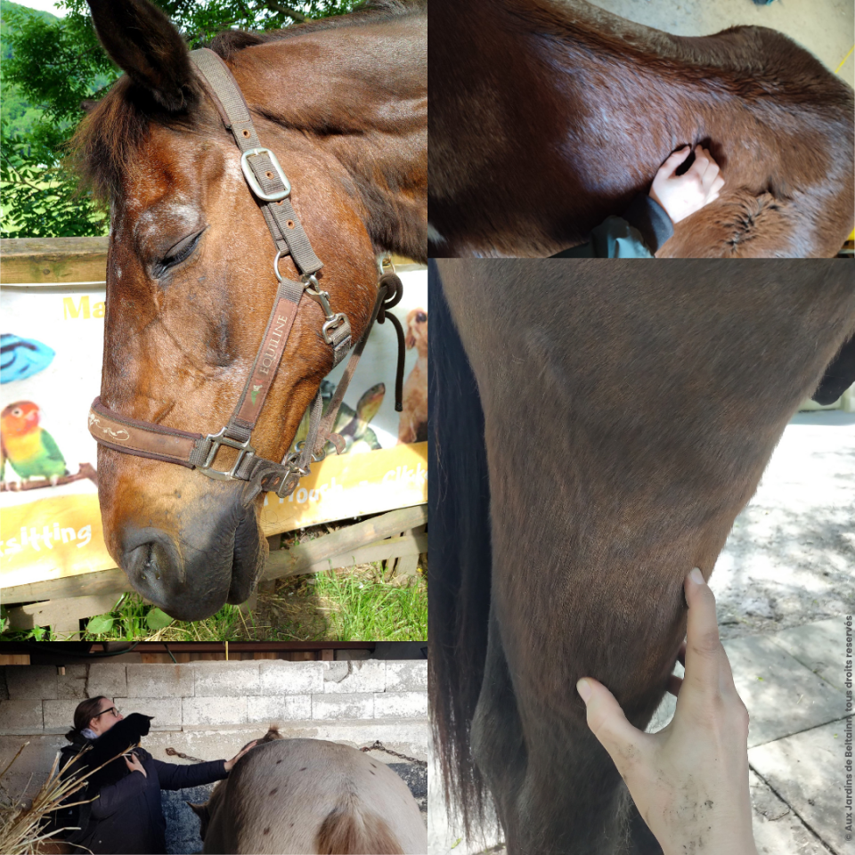 Bien-être et Équilibre - Acupressure équine (MTC)