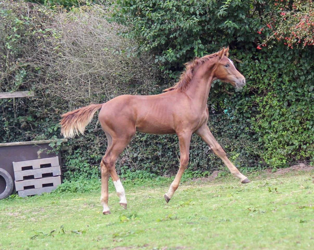 Poulain d'avenir par Pégase Van't Ruytershof