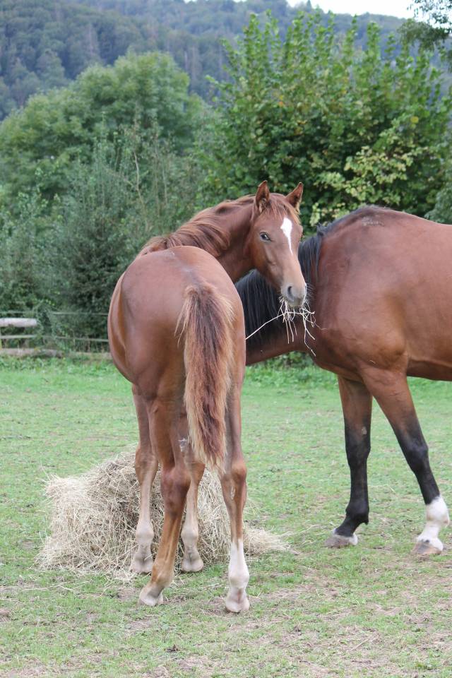 Poulain d'avenir par Pégase Van't Ruytershof