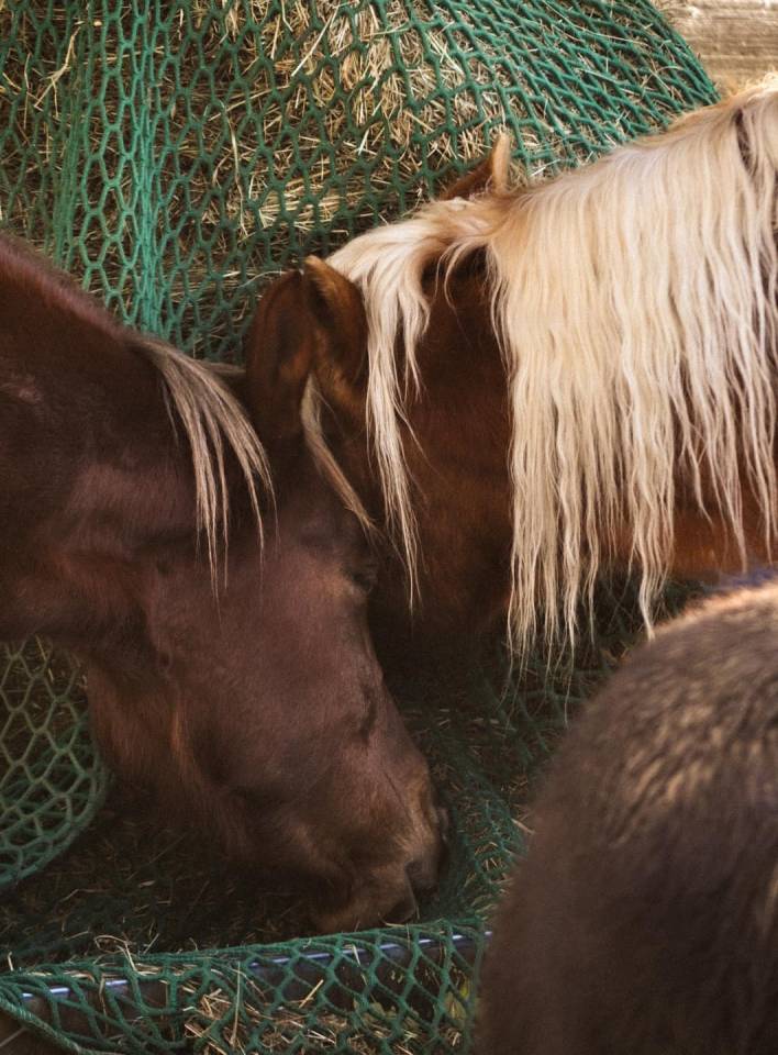 Place en stabulation libre - Domaine de bressonnaz