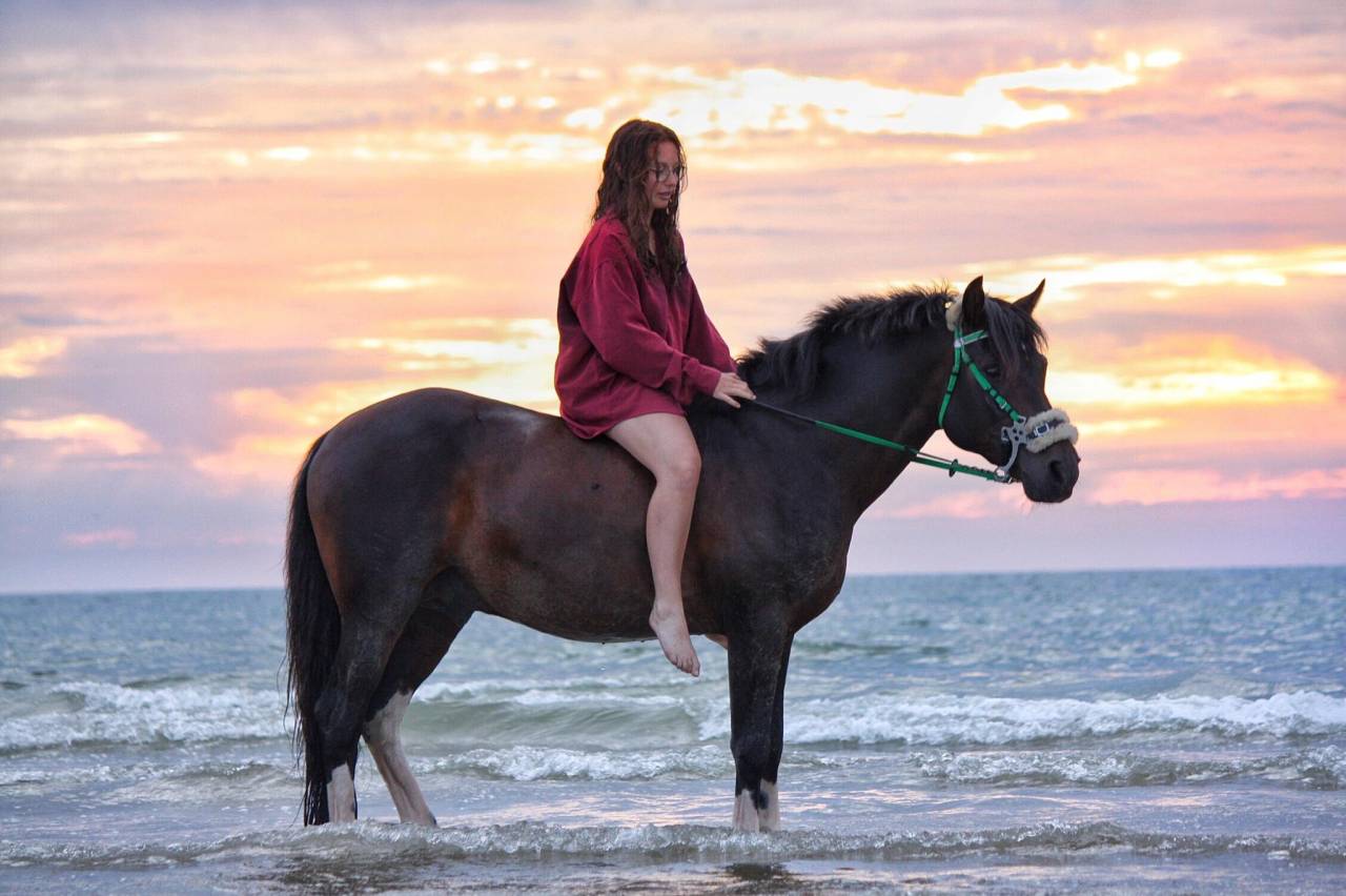 saillie étalon poney pie bai minimal